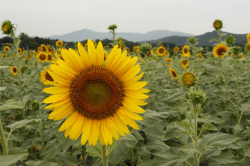 Background of sunflowers bloom in the field
