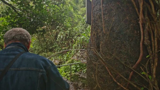 Backside Man Picks Way along Path in Tropical Forest