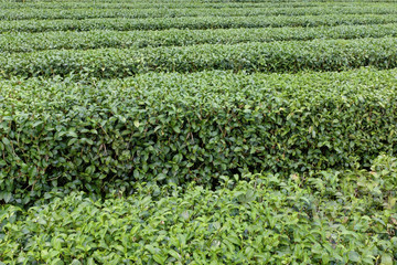 Fototapeta na wymiar row of tea tree close up view