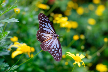 Close up of butterfly seeking nectar on a flower