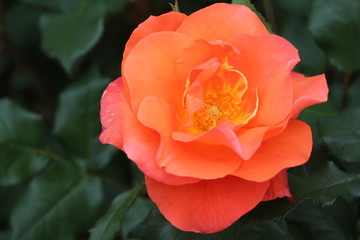 バラ　プリンセスミチコ