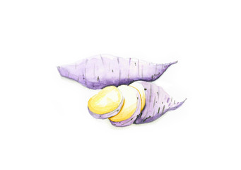 Sweet potato, Watercolor painting isolated on white background