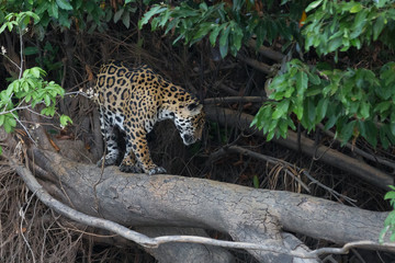 Jaguar in Brazilian Pantanal