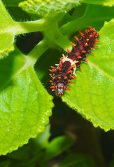larva of butterfly in rainy season
