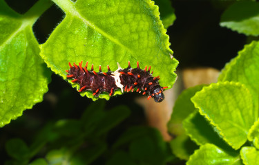 worm on leaf