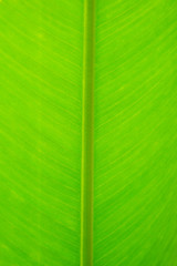 Close up detail of green leaf texture background.