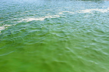 Blooming green water. Green algae polluted river 