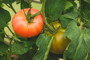 two tomatoes red and yellow on a branch/two tomatoes green and red hang on a branch in leaves