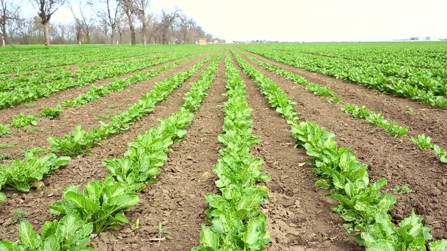 Field with rows of sugar beet &ndash; hd video