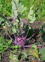 kohlrabi plant