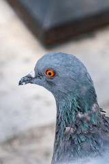 Pegion in Public Park
