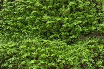 Fototapeta premium Green fern and moss growing on wall