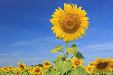 Sunflowers against a blue sky 