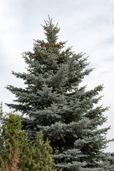 fir tree with pine cones on a background of sky