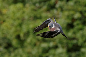 Common Wood Pigeon, Wood Pigeon, Columba palumbus