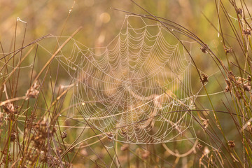 Spider web with dew in the grass