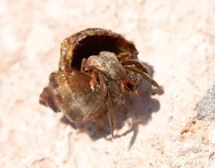 the hermit crab