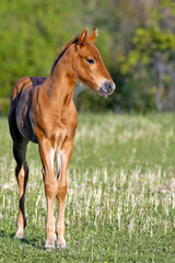 Naklejka na ściany i meble Cute Quarter Horse Foal standing at pasture