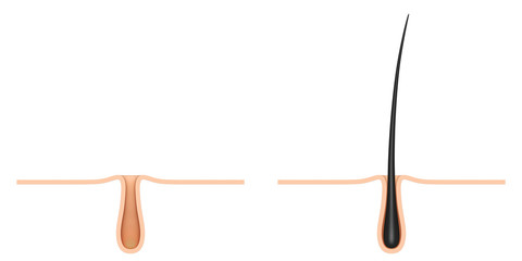 hair follicle. cross section.