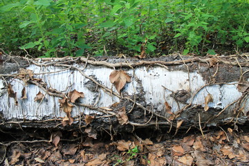 Wurzeln überziehen einen umgefallenen Baumstamm