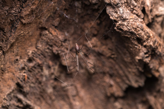 Long-bodied Cellar Spide