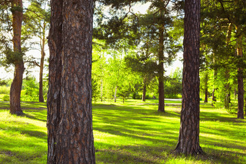pine forest in the Park
