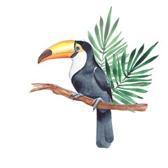 Toucan on branch. Watercolor illustration 3. Isolated on white background   © Gribanessa