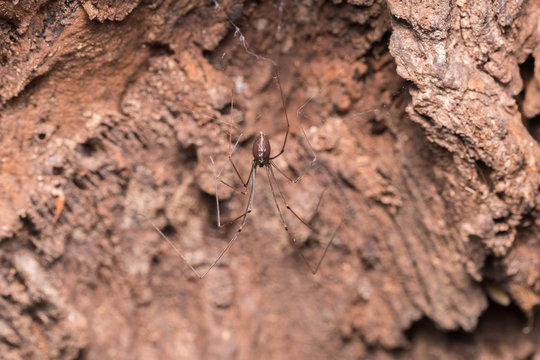 Long-bodied Cellar Spider
