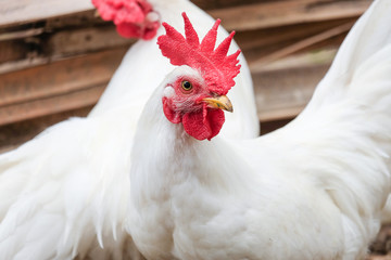 White Chicken with red crest - soft focus - 119194525
