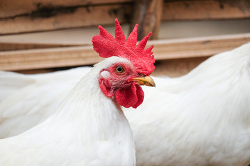White Chicken with red crest - soft focus - 119194532