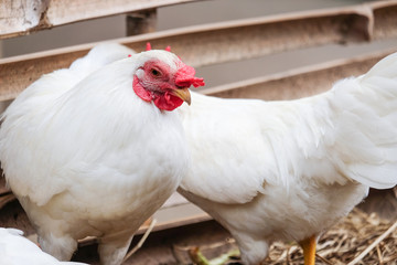 White Chicken with red crest - soft focus