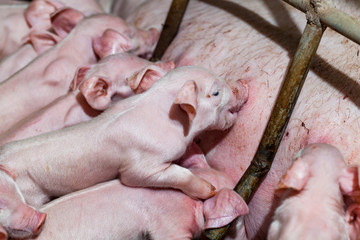 Newborn piglets are trying to suckle from its mother pig. Scramb