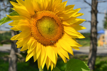 Beautiful sunflower with a bee on a background of the village