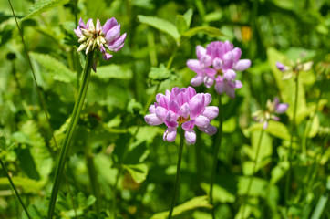 Obraz premium Big pink clover flower closeup