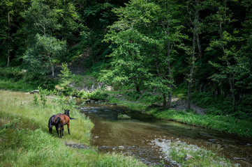 Horses near Ruined Poenari Castle on Mount Cetatea in Romania