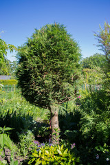 Thuya plant in the garden.