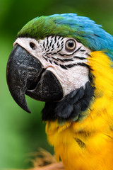 Head shot of beautiful Blue and Gold Macaw bird - Soft focus