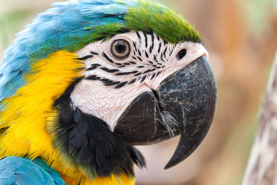 Head shot of beautiful Blue and Gold Macaw bird - Soft focus