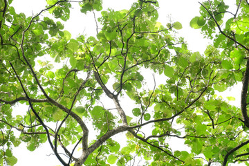 branch of tree nature green leaves texture background. Under the tree view with sunlight and green leaves