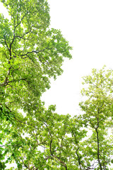 branch of tree nature green leaves texture background. Under the tree view with sunlight and green leaves