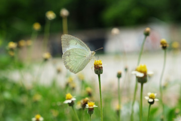 Beautiful yellow butterfly on the flower pollen in nature