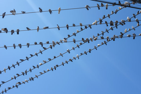Mass of bird resting on the electric cable with blue sky background - pigeon