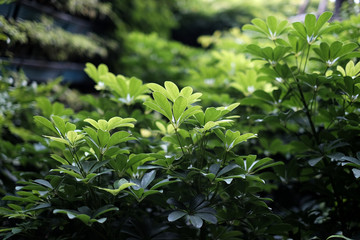 Beautiful green leaves in nature - Soft Focus