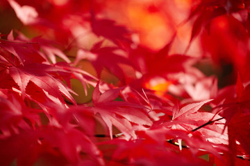 Red foliage, Autumn concept