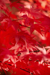 Red foliage, Autumn concept