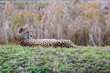 cheetah resting