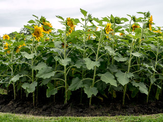 Sun Flowers fields