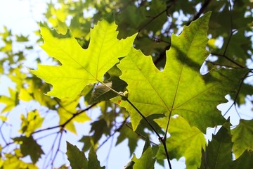 Maple green leaves