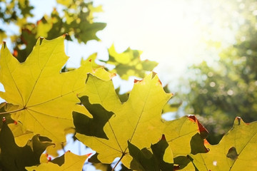Maple yellow leaves in autumn