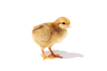 Chick isolated on white background with shadow
